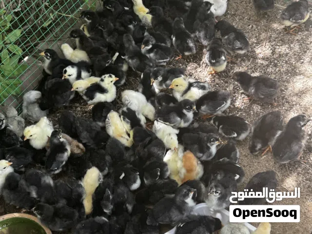 للبيع فروخ دجاج ترثه وعراقي