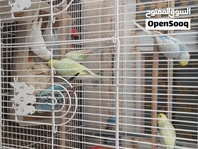 طيور حب رينبوو اقره الوصف