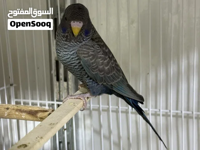 فحل دبل بلاك