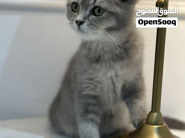 انثى وذكر سكوتش فولد