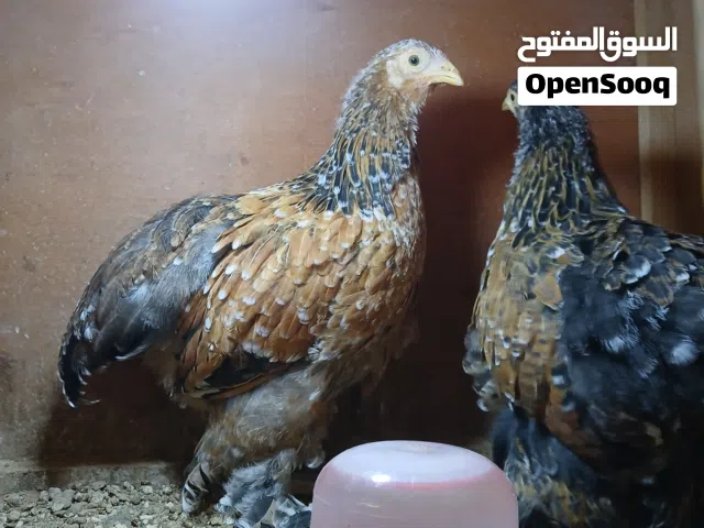 بسم الله. مشاء. الله كوبيا. براهما. بولسران