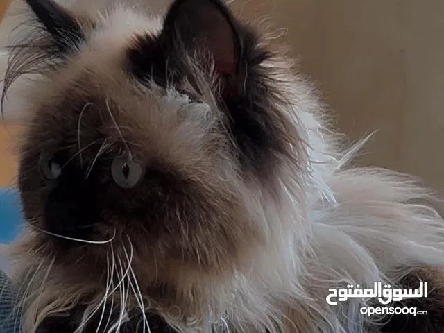 بسه هملايا للبيع صحه ممتازه ماشالله