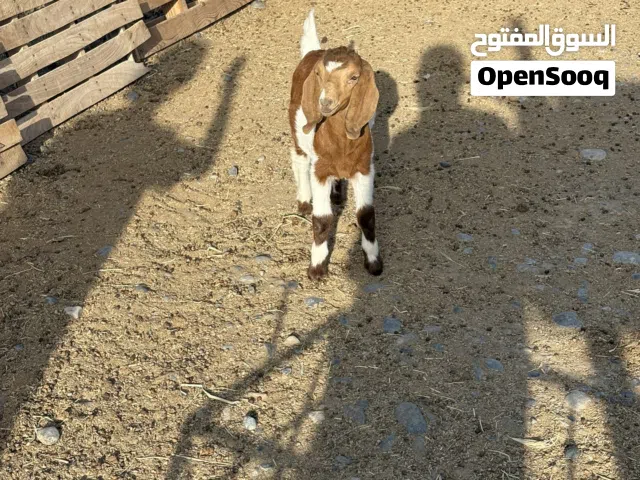 تيس وسخله بورقوت صنف.