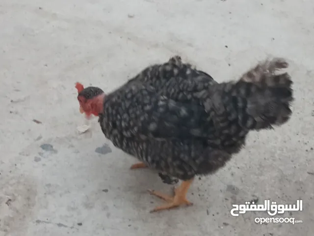 دجاجتين عرب بياضات وحده ام ركيبه والثانيه عاديه للبيع