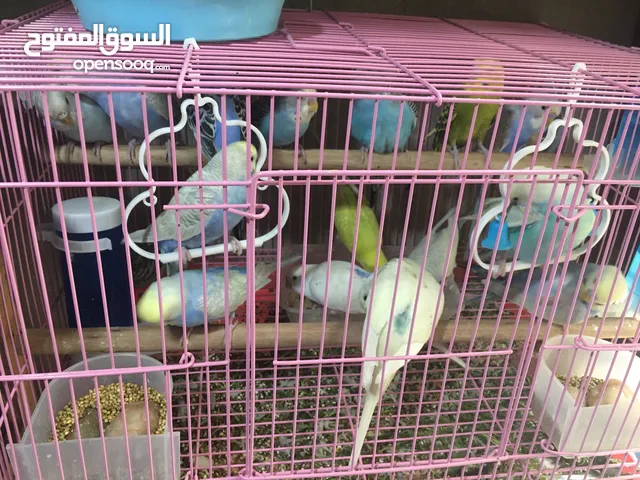 عصافير بادجي كبار وصغار
