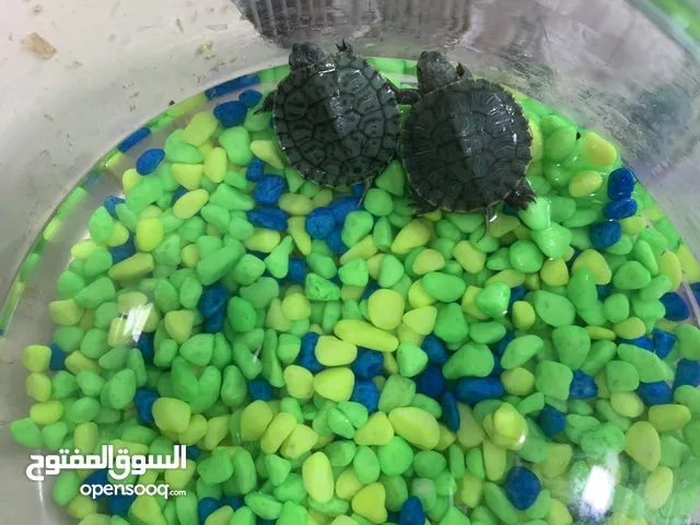 سلاحف متوفرات