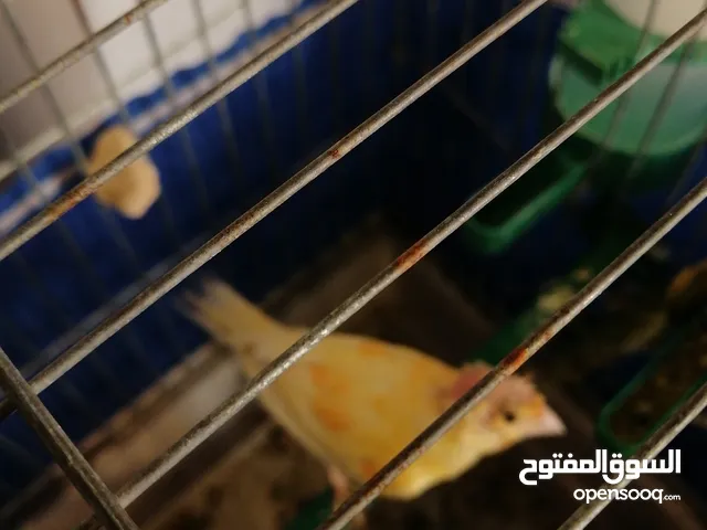 طير كناري جزري للبيع