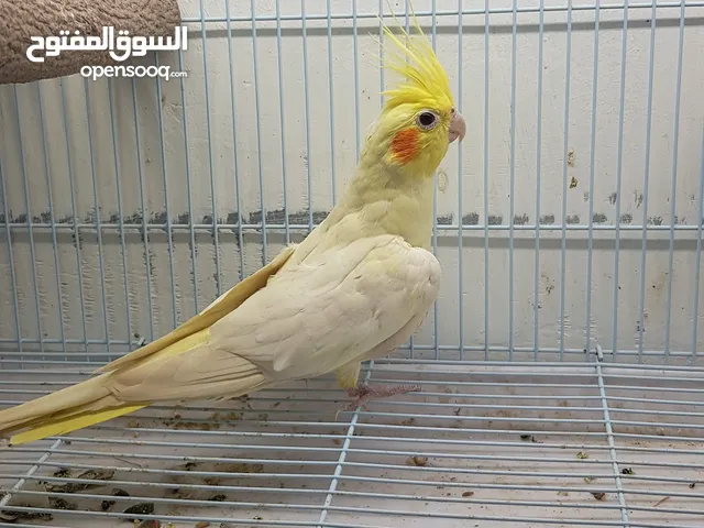 انثى كوكتيل لاتينو منتجه وصغيرة فالعمر
