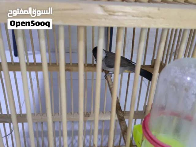 بلبل للبيع وحشي ياكل من اليد