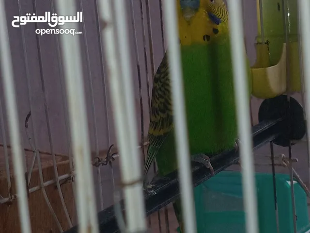 ذكر بقلينو سعر 30