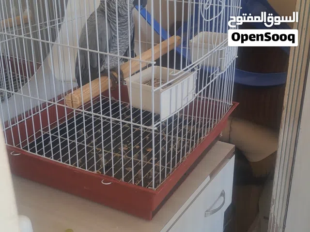 ببغاء كاسكو