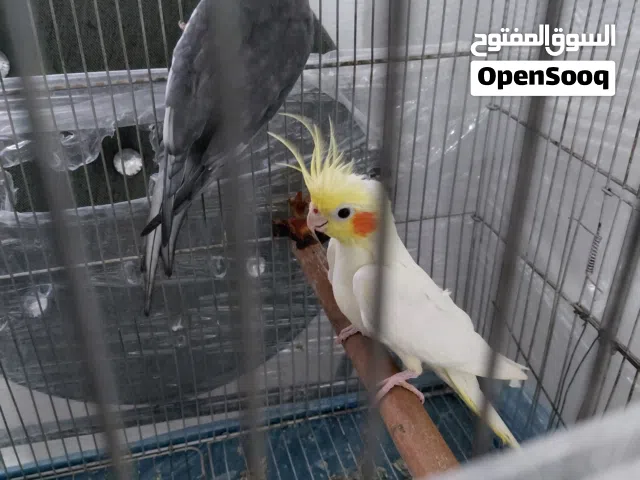 كوكتيل اليف