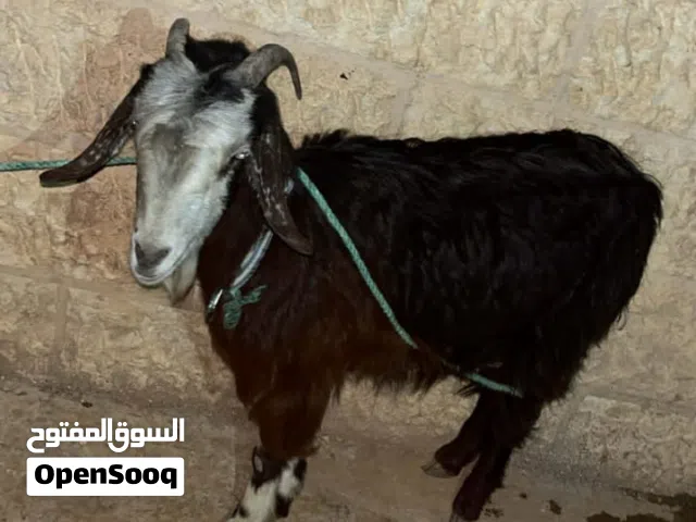 عنز للبيع عشار