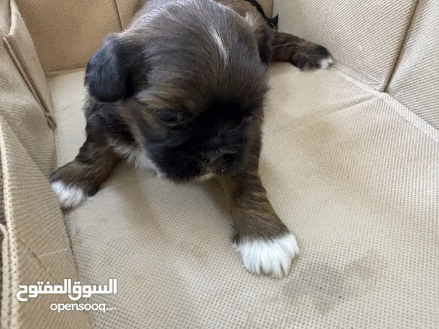 Shihzu pupies