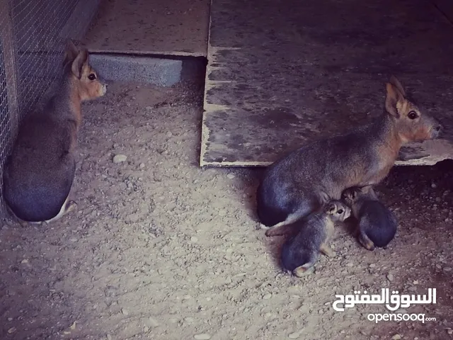 للبيع زوج حيوان المارا