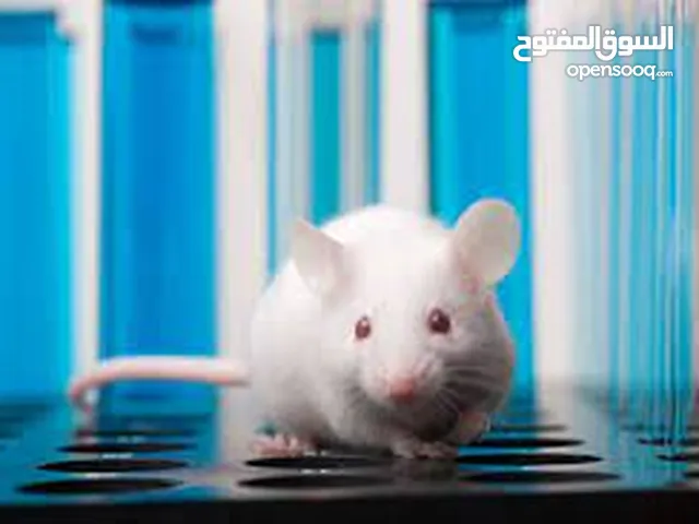 فئران مايس للتجارب والدراسات