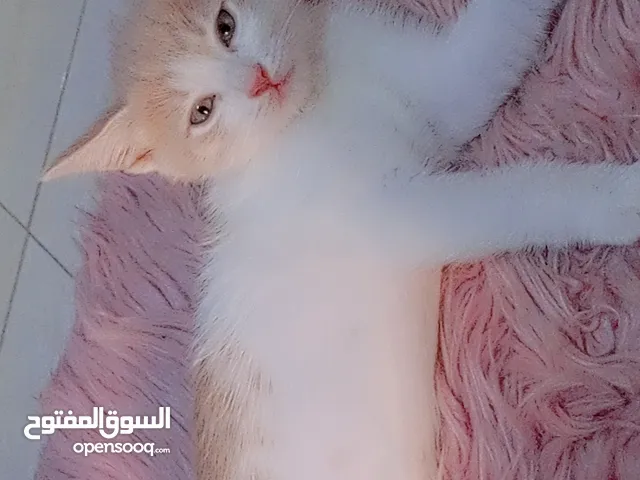 كيتن اناثي مكس بين الشيرازي والخاو ماني التركي للتبني عمرهم شهرين مفطوين ونظاف