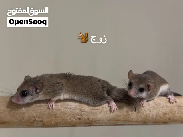 سنجاب القزم مع صغارهم micro squirrel