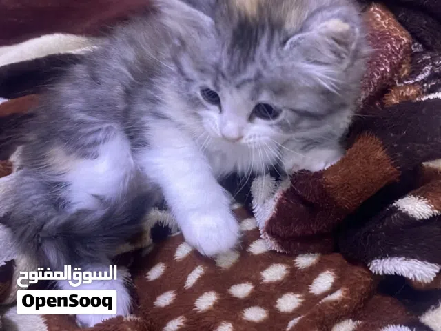 قطط عدد خمسه للبيع