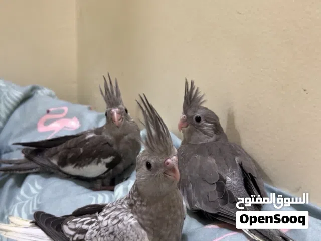 كوكتيل وايت فيس وتايقر