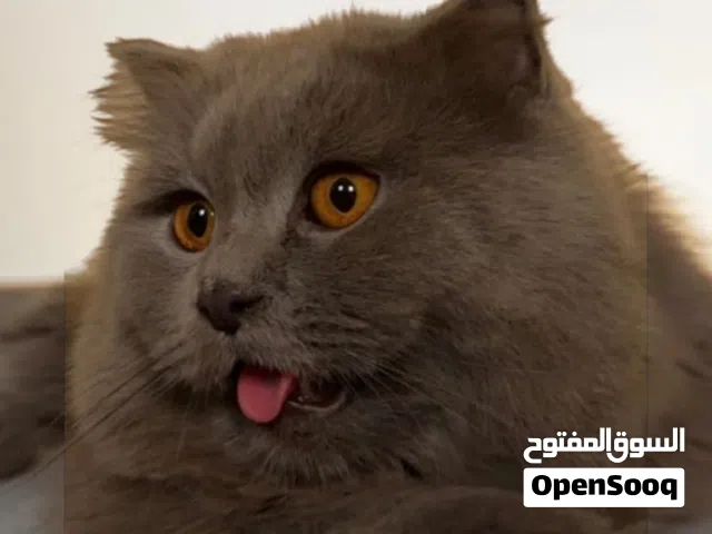 قطط سكوتش فولد