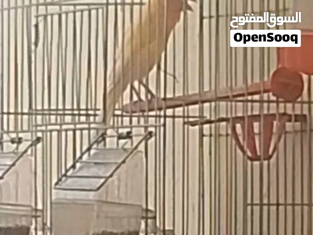 فحل كنار مقنبر