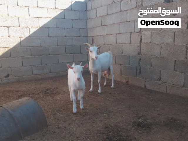 عنز فرنساويه تحتها جدي ومكسبه شهرين تقريبا