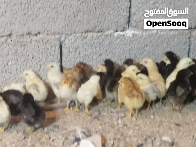 متوفر كتكوت عربي وزهري اللون ربي يبارك العمر 15يوم احطان طبيعي