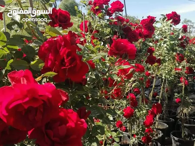 ورد جوري فرنسي ياسمين رينغو فل ايطالي مجنونه تركي يتوفر جميع انواع الورود سرو عامودي ايطالي