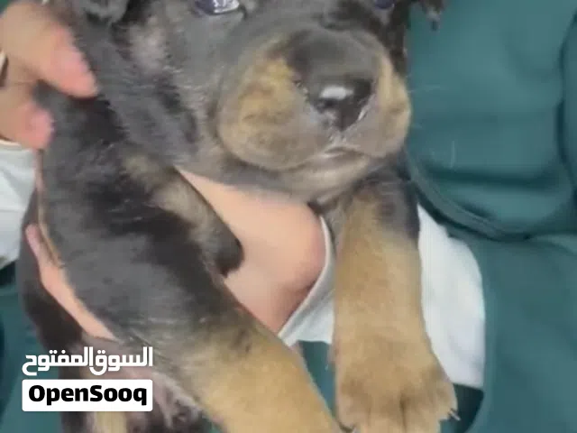 نتايات روت وايلر حكايه بجد من أم وأب ابطال