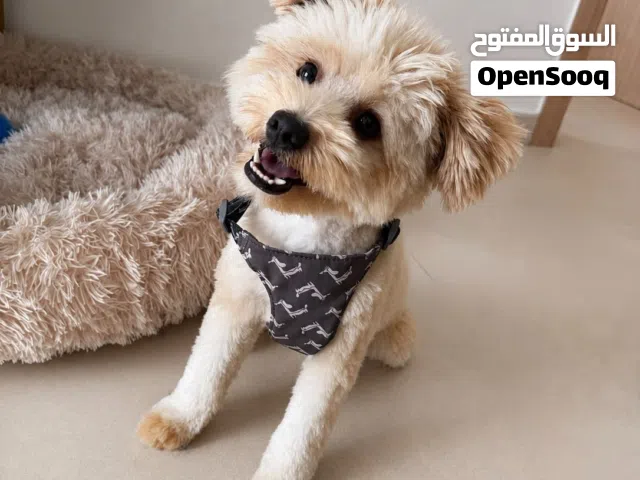 10-Month-Old Mini Poodle Mix Looking for a Loving Home