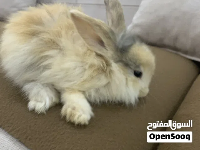 أرانب فرنسية صغيرة للبيع