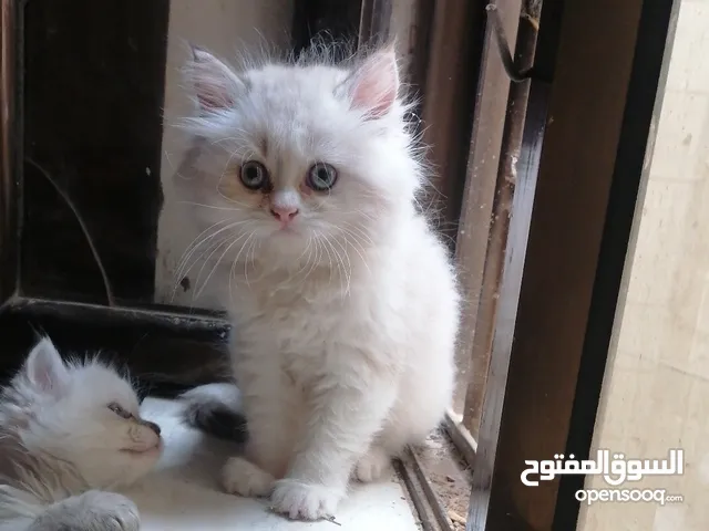 انثى راغدول ع هيمالايا عيون زرق عمر شهرين اليفةة ونظيفةة جداً جداً دبدوبه بسعر كثيف