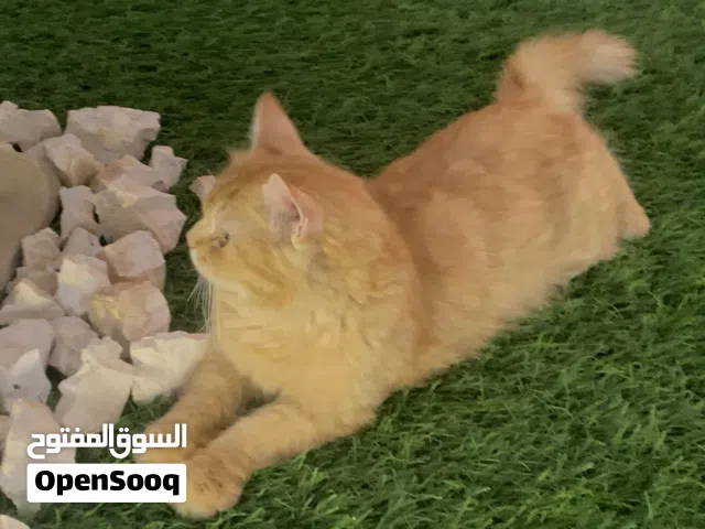 قط شيرازي لبيع