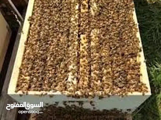 30 خلية نحل