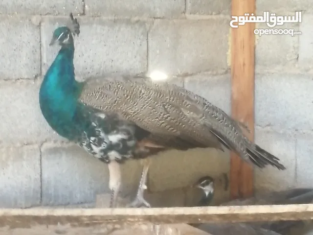 عدد ثلاثة طاووس للبيع