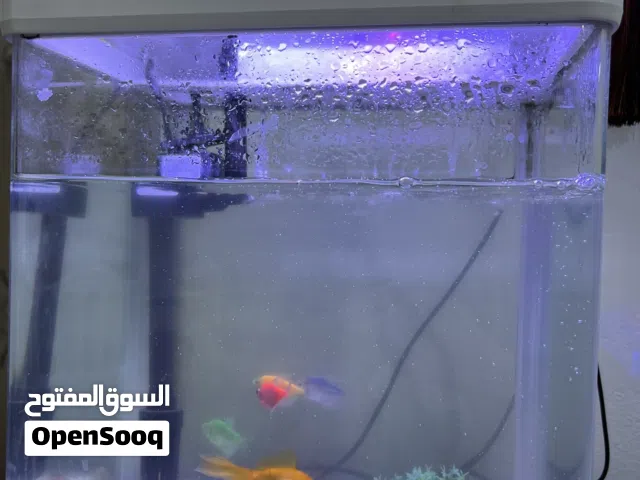 حوض سمك زينه