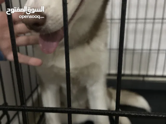 White brown Husky dog for sale for 3000 aed