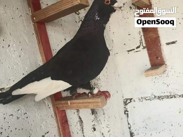 مسود اسود طير حمام بولاد للبيع او بدل