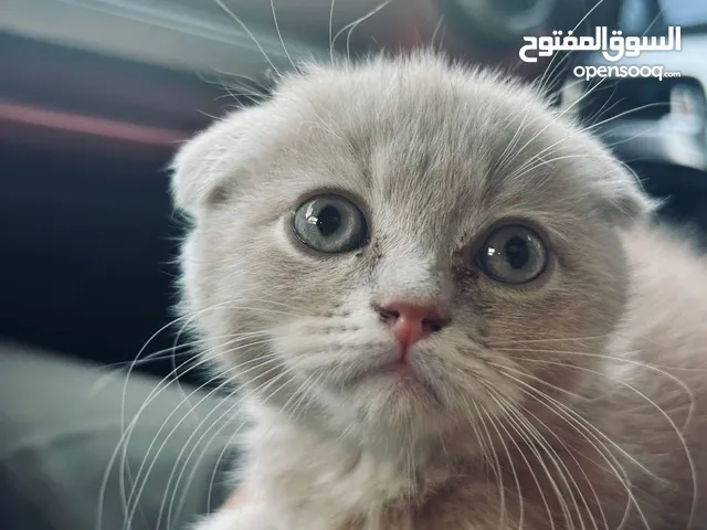 سكوتش فولد