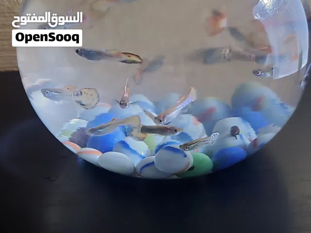 اسماك جوبي (طفرات مميزه)