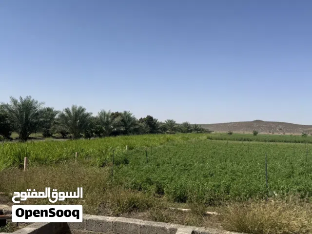 مزرعة متكاملة للبيع ( انتفاع ) للجادين فقط