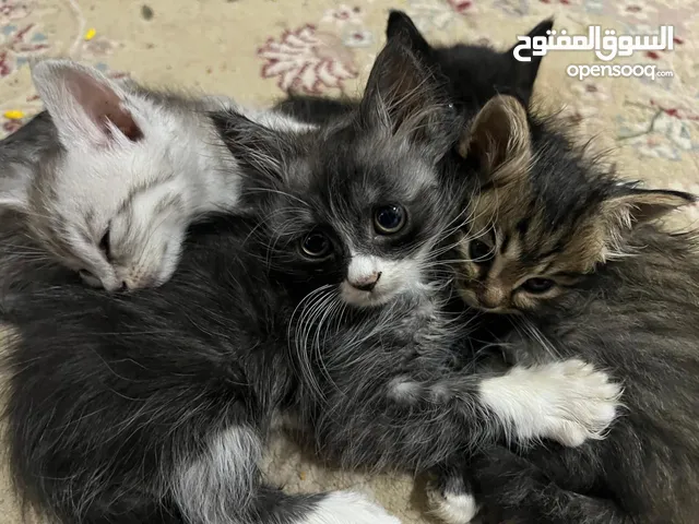 قطط صغيرة