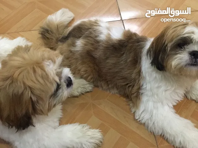 Shih Tzus - Fully vaccinated 5 months