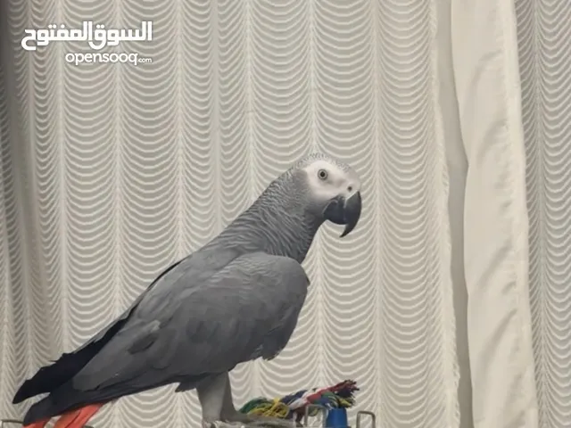 للبيع كاسكو سوبر جانبو (مهم قرأة الوصف)
