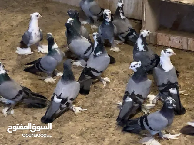حمام بعدادي دم صافي واصلي