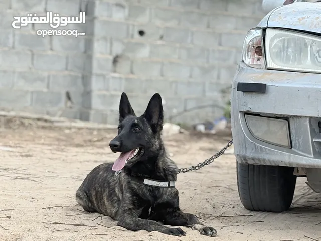 انتايه ملينوا دودج للبيع العمر 8شهور