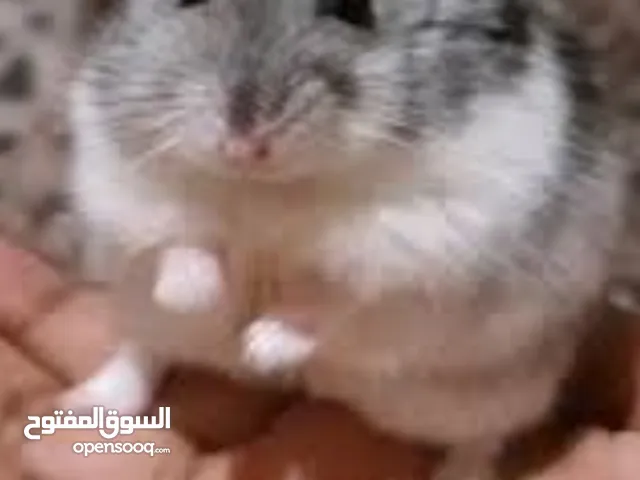 هامستر للبيع