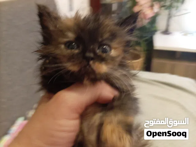قطط شيرازي عمر 3 أشهر للبيع