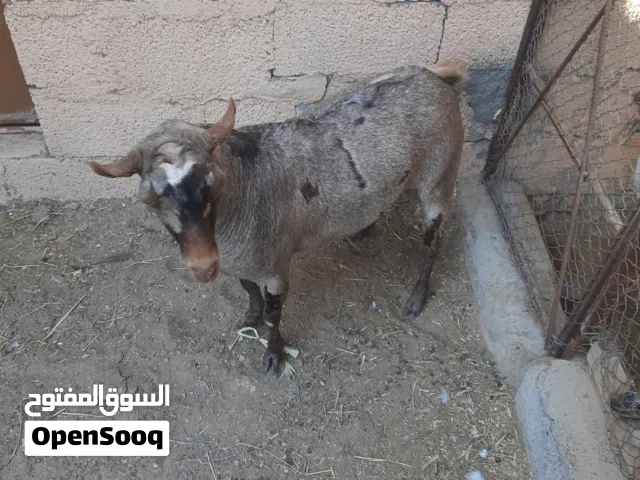 فحل هديد تيس صلالي ضفاري